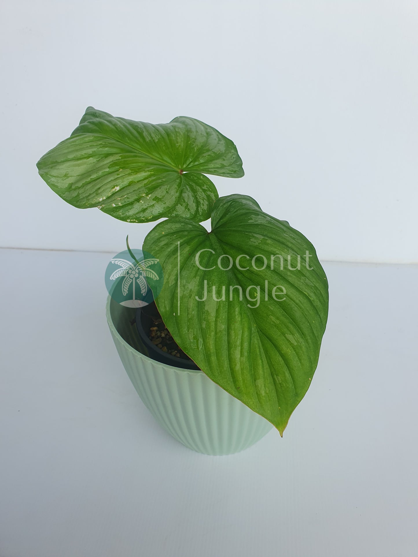 Philodendron- Mamei- Silver Cloud