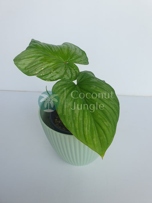 Philodendron- Mamei- Silver Cloud