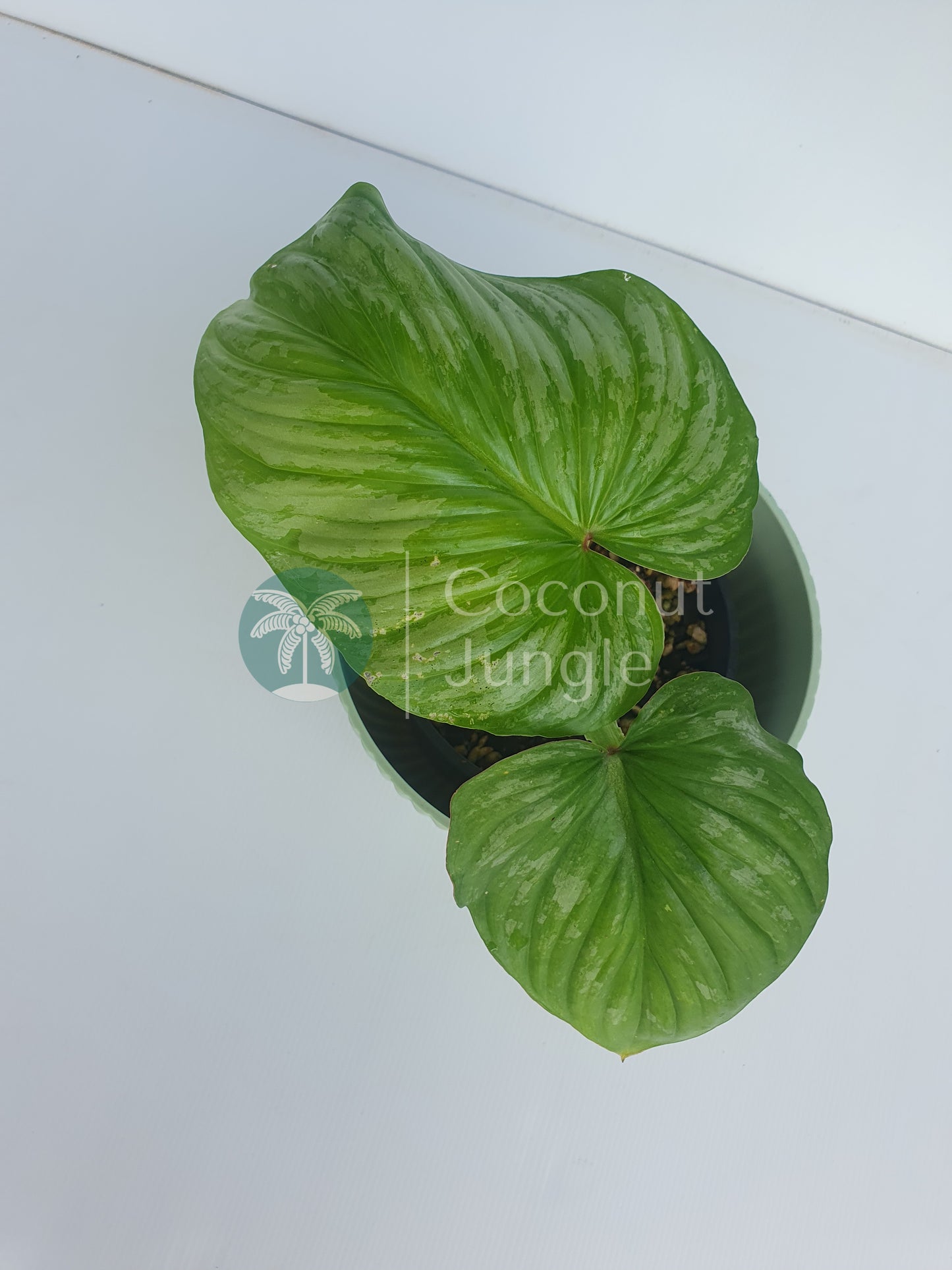 Philodendron- Mamei- Silver Cloud