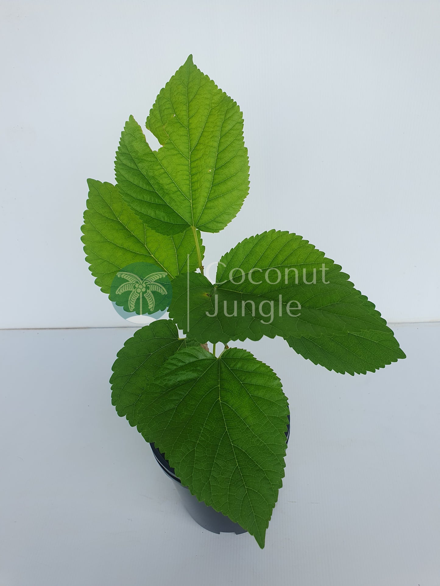 White Mulberry