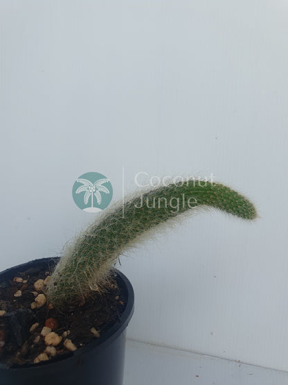 Monkey Tail Cactus