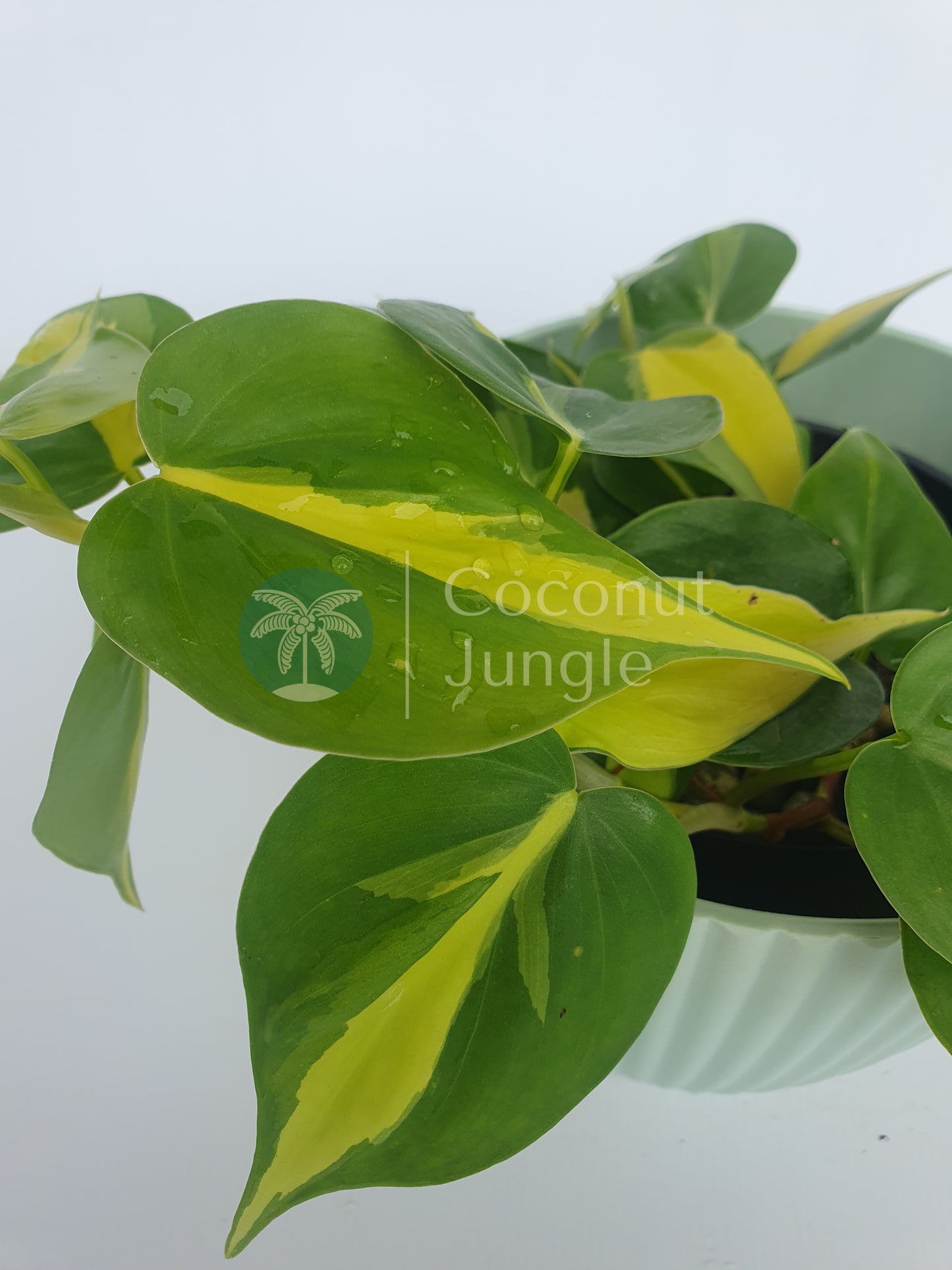 Philodendron- Brasil