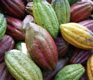 Cacao Fruit Tree