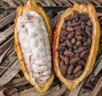 Cacao Fruit Tree