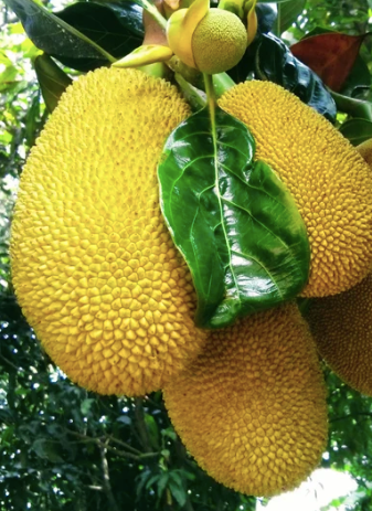 Jackfruit Seedling