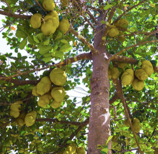 Jackfruit Seedling