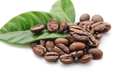 Arabica Coffee Bean Tree