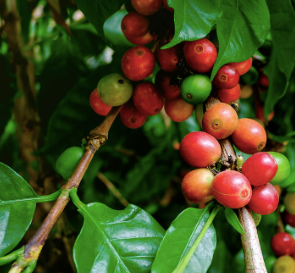 Arabica Coffee Bean Tree