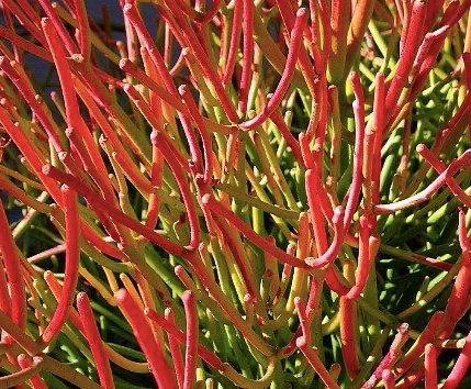 Firesticks Plant