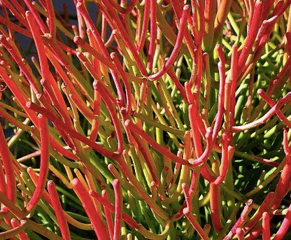 Firesticks Plant