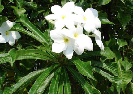 Frangipani- 'Everlasting Love'